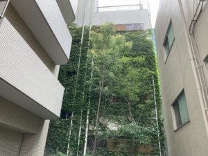 文京区ビルツタ除去